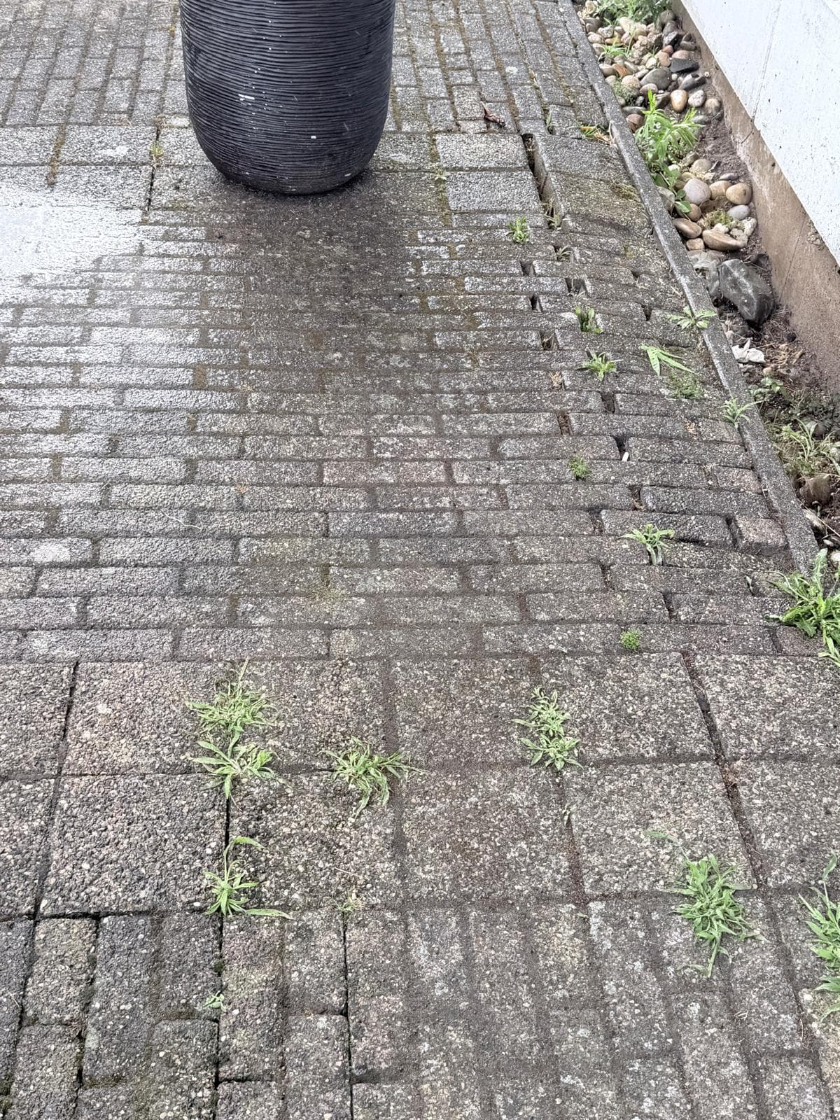 Bestrating met onkruid en groene aanslag voor reiniging